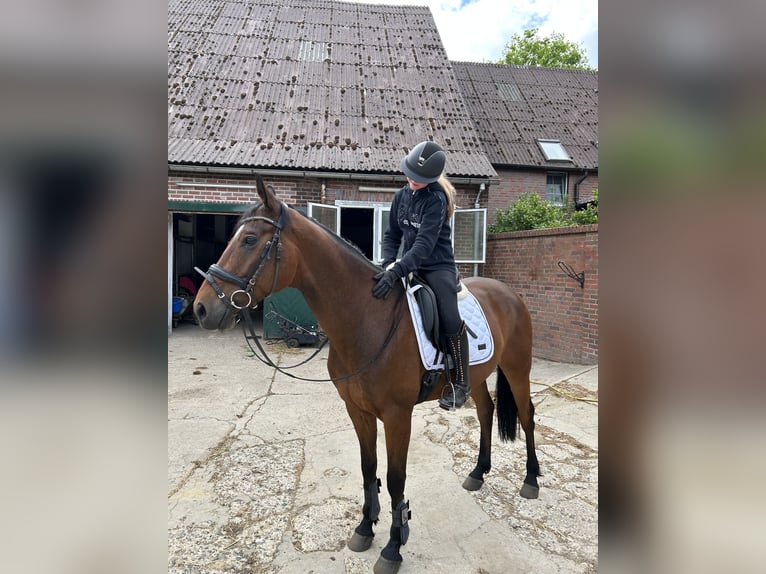 Hannoveraner Wallach 8 Jahre 166 cm Brauner in Fredenbeck