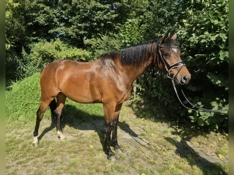 Hannoveraner Wallach 8 Jahre 166 cm Brauner in Großheide Westerende