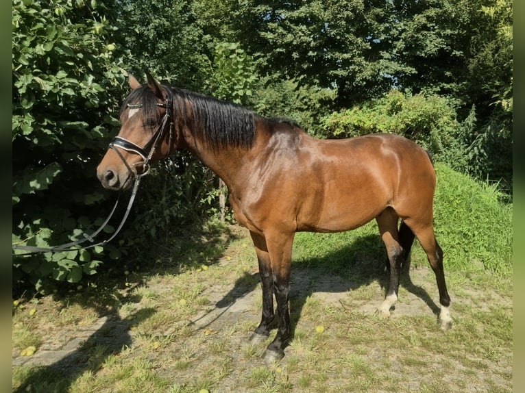 Hannoveraner Wallach 8 Jahre 166 cm Brauner in Großheide Westerende