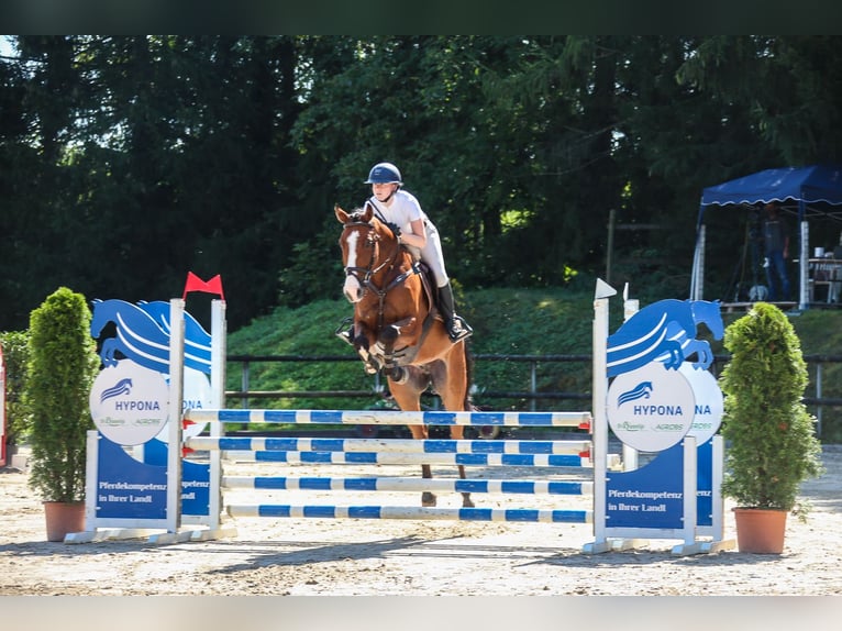 Hannoveraner Wallach 8 Jahre 166 cm Brauner in Sursee