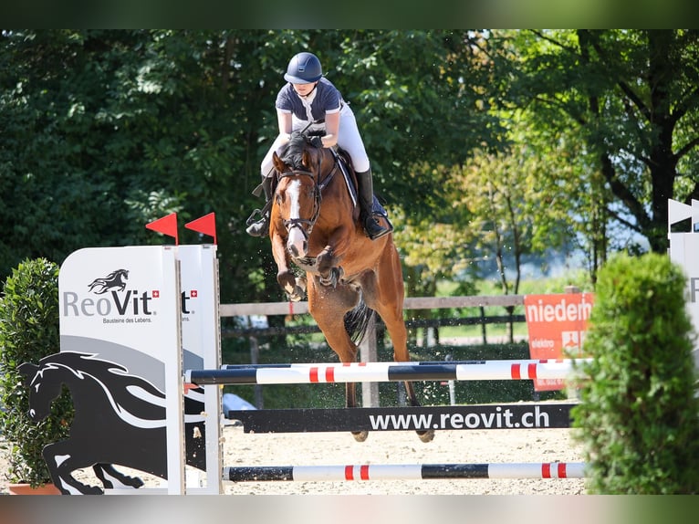 Hannoveraner Wallach 8 Jahre 166 cm Brauner in Sursee