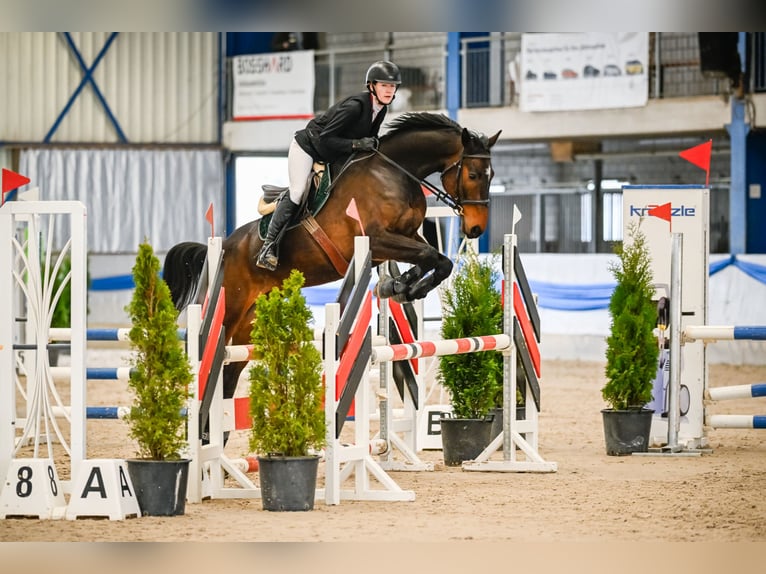 Hannoveraner Wallach 8 Jahre 166 cm Brauner in Wädenswil