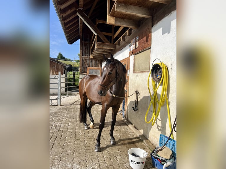 Hannoveraner Wallach 8 Jahre 166 cm Brauner in Wädenswil