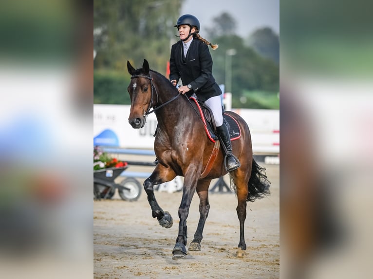 Hannoveraner Wallach 8 Jahre 166 cm Brauner in Wädenswil
