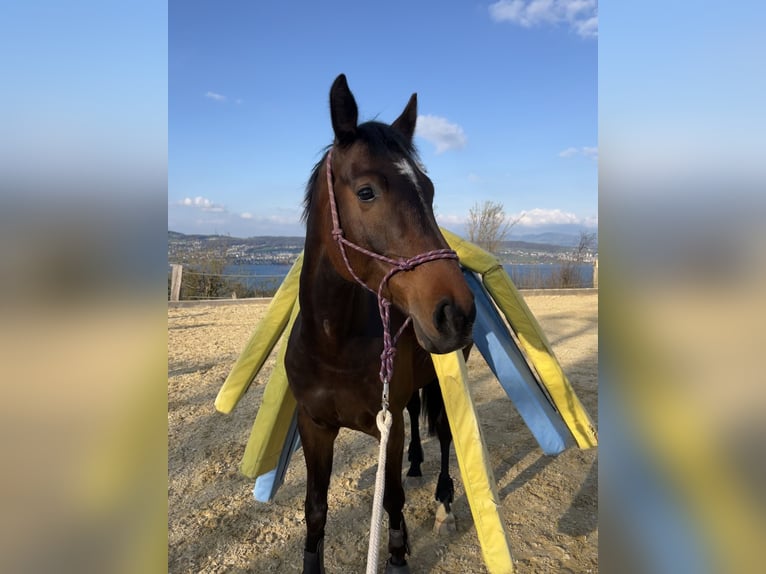 Hannoveraner Wallach 8 Jahre 166 cm Brauner in Wädenswil