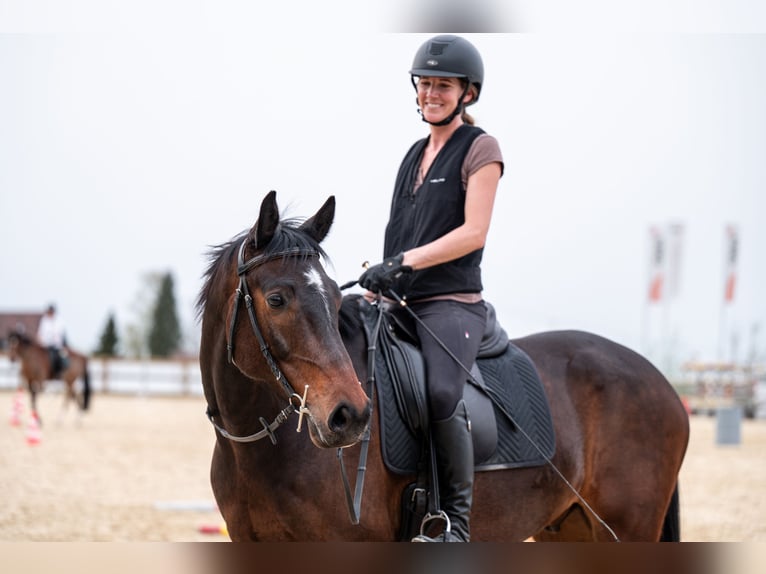 Hannoveraner Wallach 8 Jahre 166 cm Brauner in Wädenswil