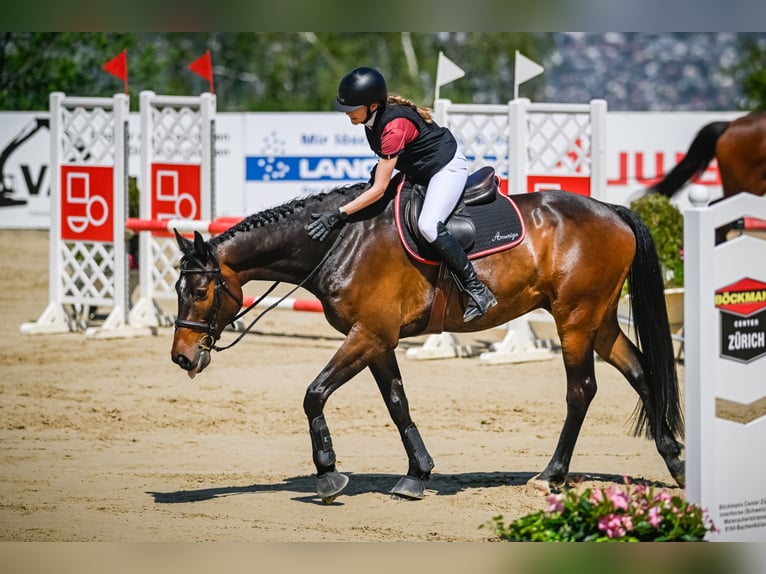 Hannoveraner Wallach 8 Jahre 166 cm Brauner in Wädenswil