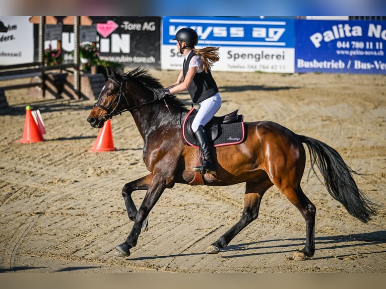 Hannoveraner Wallach 8 Jahre 166 cm Brauner in Wädenswil