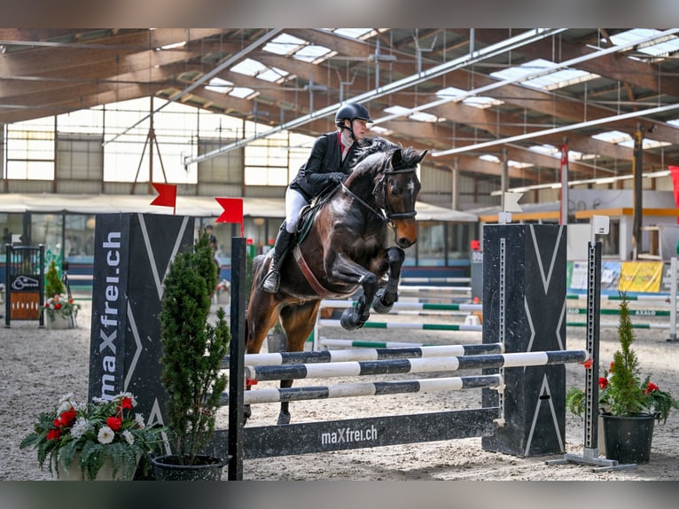 Hannoveraner Wallach 8 Jahre 166 cm Brauner in Wädenswil