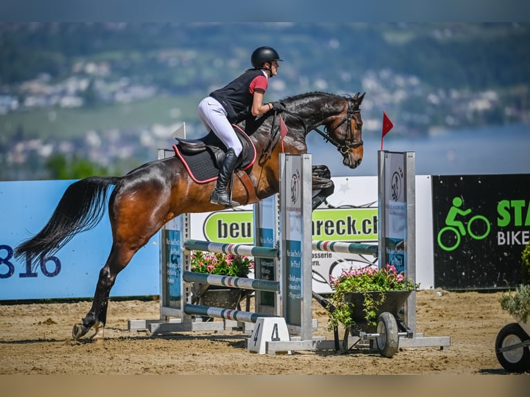 Hannoveraner Wallach 8 Jahre 166 cm Brauner in Wädenswil