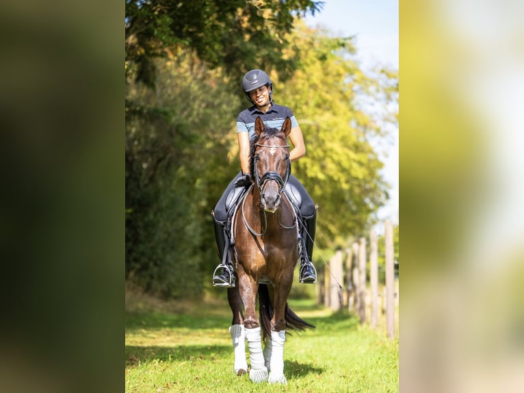 Hannoveraner Wallach 8 Jahre 166 cm Dunkelfuchs in Husum
