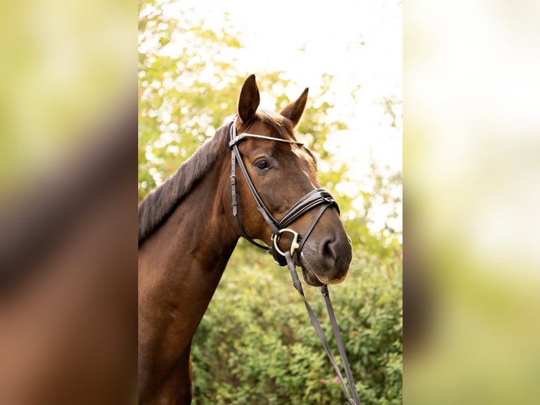 Hannoveraner Wallach 8 Jahre 166 cm Dunkelfuchs in Husum
