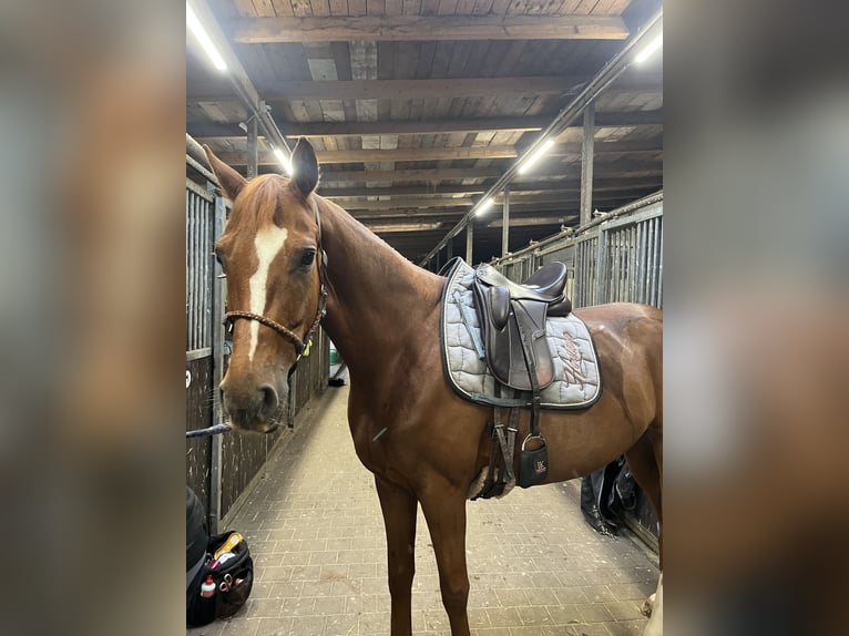 Hannoveraner Wallach 8 Jahre 166 cm Fuchs in Magdeburg