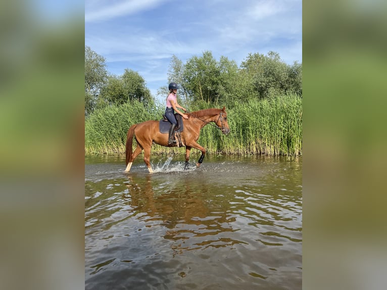 Hannoveraner Wallach 8 Jahre 166 cm Fuchs in Magdeburg