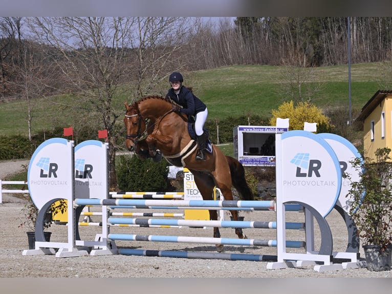 Hannoveraner Wallach 8 Jahre 166 cm Fuchs in Plaschischen