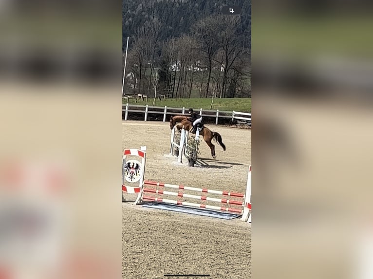 Hannoveraner Wallach 8 Jahre 166 cm Fuchs in Plaschischen