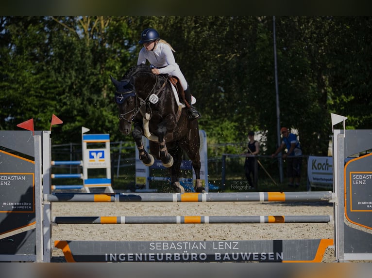 Hannoveraner Wallach 8 Jahre 166 cm Rappe in Springe