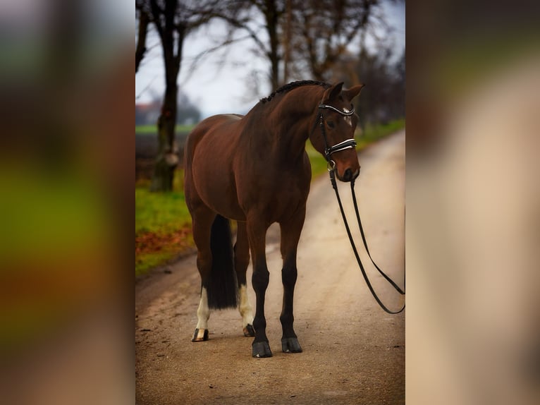 Hannoveraner Wallach 8 Jahre 167 cm Brauner in Szarvas