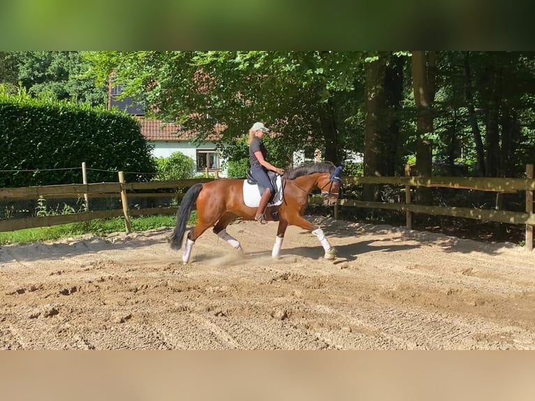 Hannoveraner Wallach 8 Jahre 167 cm Brauner in Szarvas