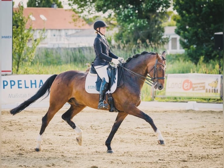 Hannoveraner Wallach 8 Jahre 167 cm Brauner in Uetersen