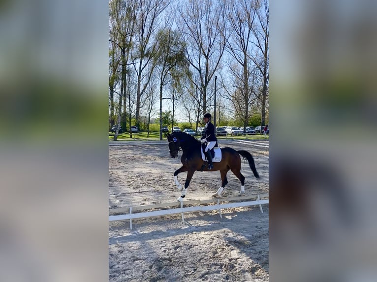 Hannoveraner Wallach 8 Jahre 167 cm Brauner in Uetersen