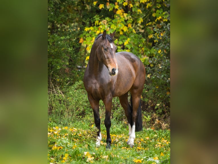 Hannoveraner Wallach 8 Jahre 167 cm Brauner in Uetersen