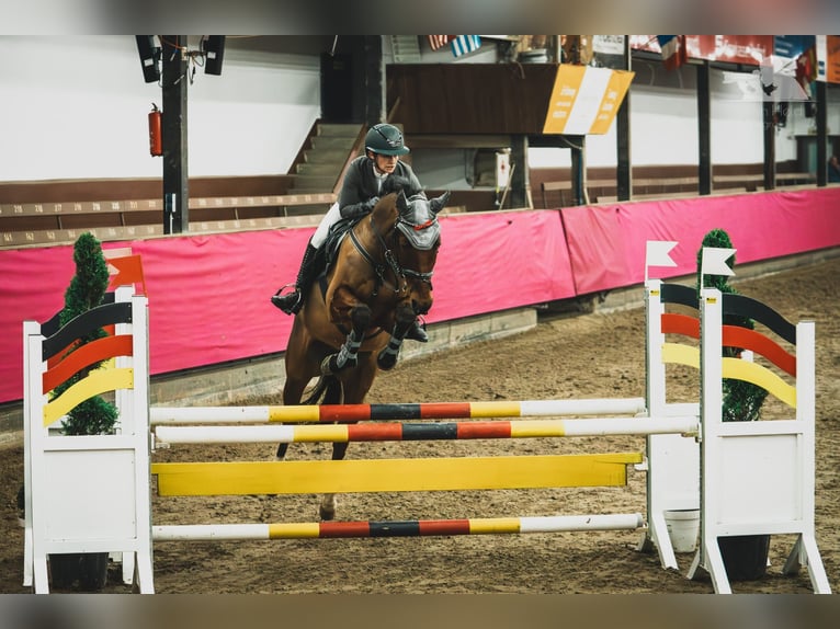 Hannoveraner Wallach 8 Jahre 167 cm Brauner in Porta Westfalica