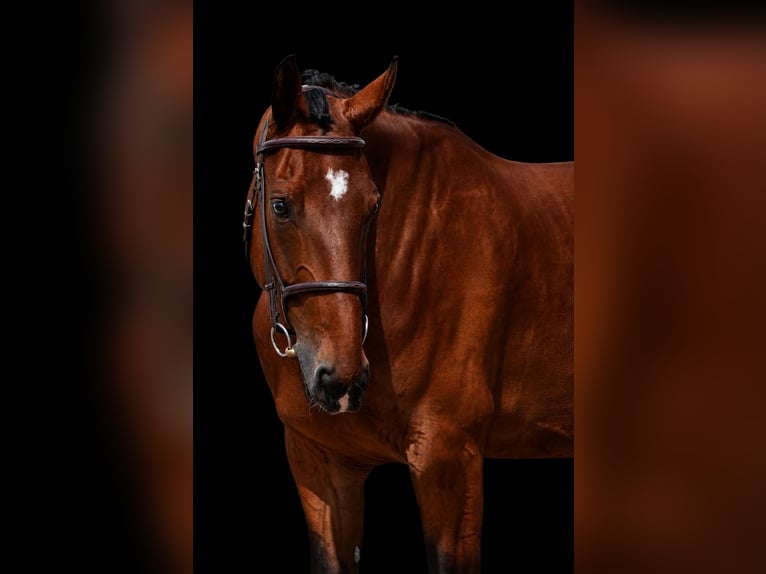 Hannoveraner Wallach 8 Jahre 167 cm Brauner in Nový Jičín