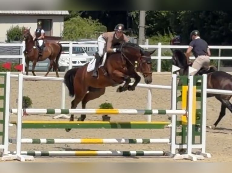 Hannoveraner Wallach 8 Jahre 167 cm Brauner in Nový Jičín