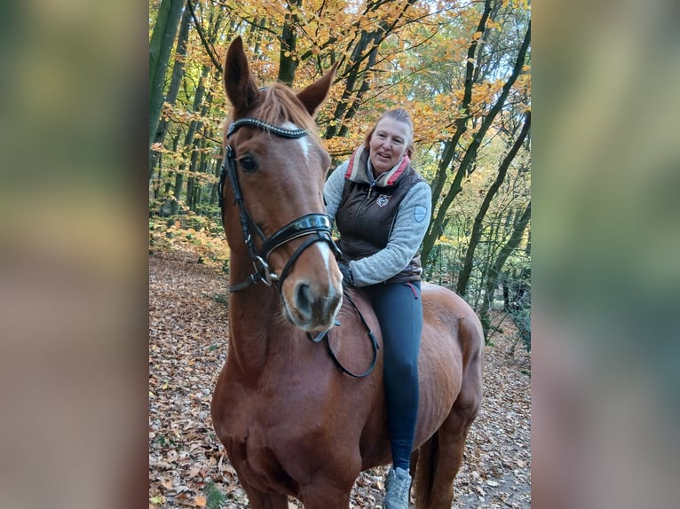 Hannoveraner Wallach 8 Jahre 167 cm Fuchs in Barenburg