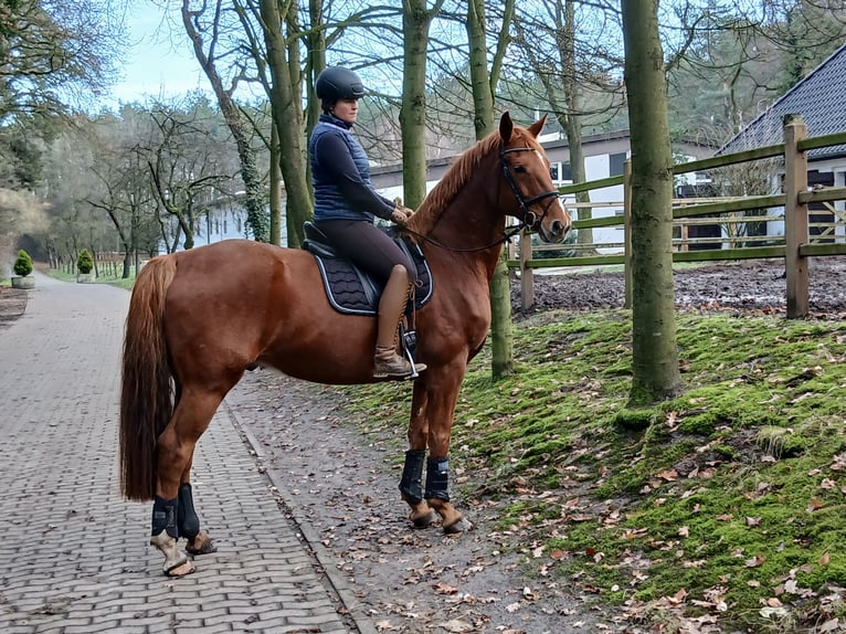 Hannoveraner Wallach 8 Jahre 167 cm Fuchs in Barenburg