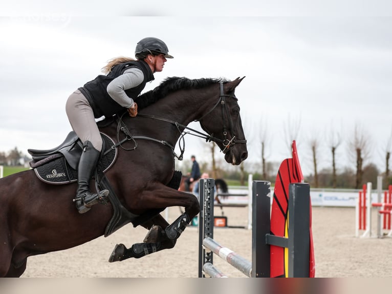 Hannoveraner Wallach 8 Jahre 167 cm Rappe in Eschweiler
