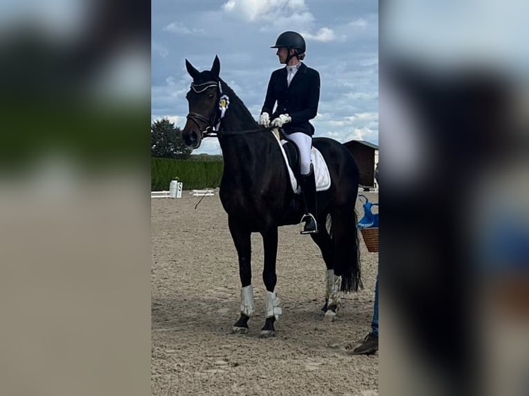 Hannoveraner Wallach 8 Jahre 168 cm Dunkelbrauner in Willich