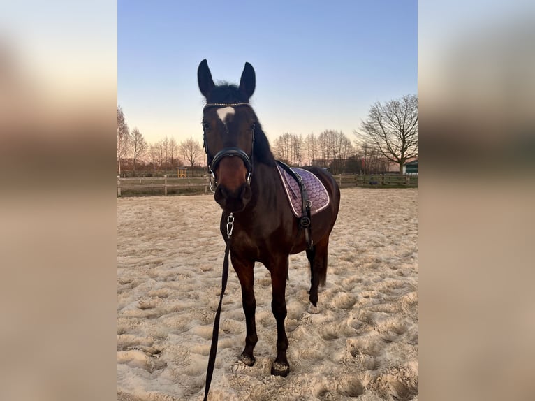 Hannoveraner Wallach 8 Jahre 168 cm Dunkelbrauner in Wietmarschen
