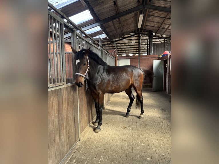 Hannoveraner Wallach 8 Jahre 168 cm Dunkelbrauner in Wietmarschen