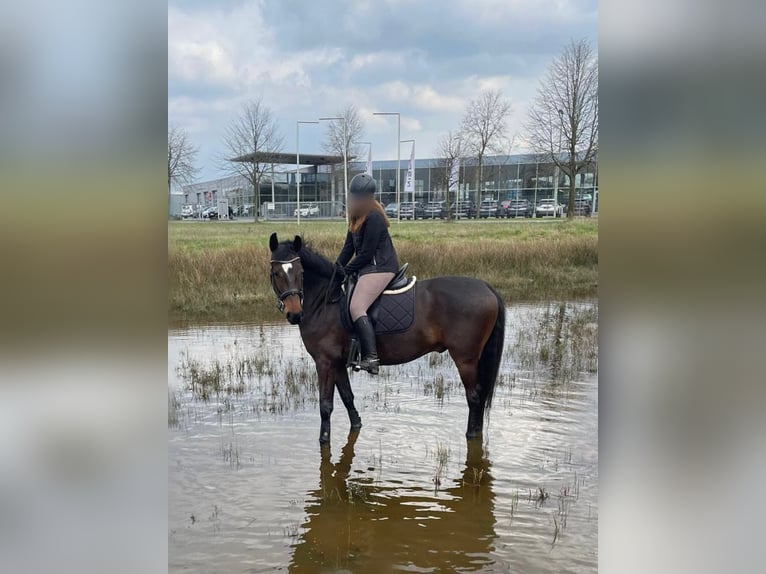 Hannoveraner Wallach 8 Jahre 168 cm Dunkelbrauner in Wietmarschen