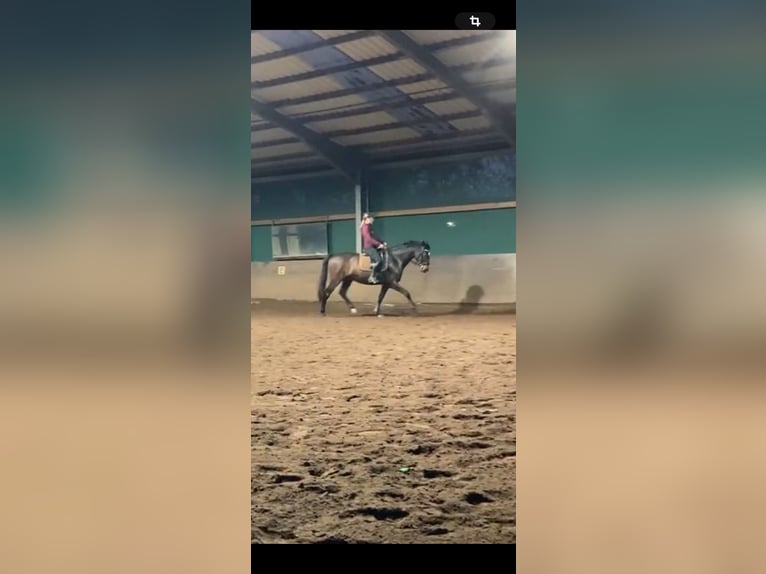 Hannoveraner Wallach 8 Jahre 168 cm Dunkelbrauner in Wietmarschen