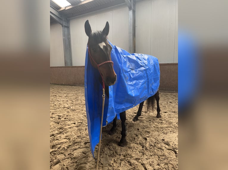 Hannoveraner Wallach 8 Jahre 168 cm Dunkelbrauner in Wietmarschen