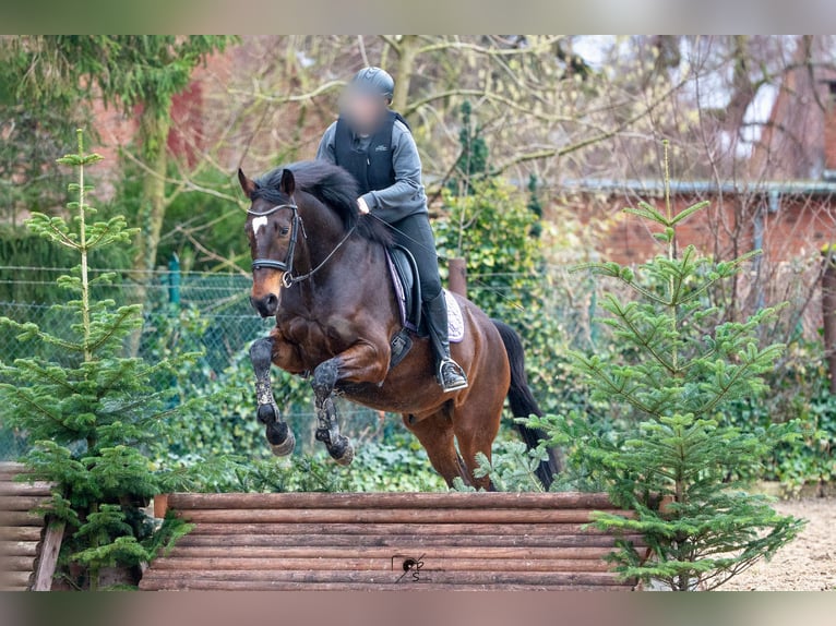 Hannoveraner Wallach 8 Jahre 168 cm Dunkelbrauner in Wietmarschen