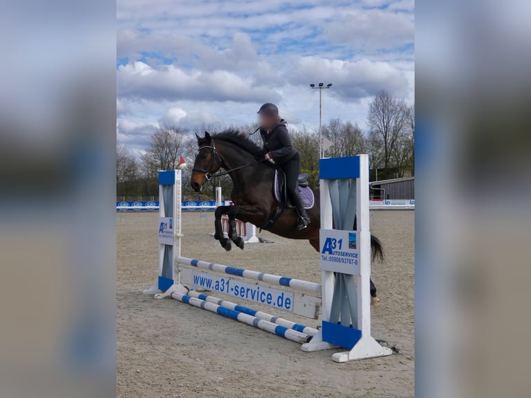 Hannoveraner Wallach 8 Jahre 168 cm Dunkelbrauner in Wietmarschen