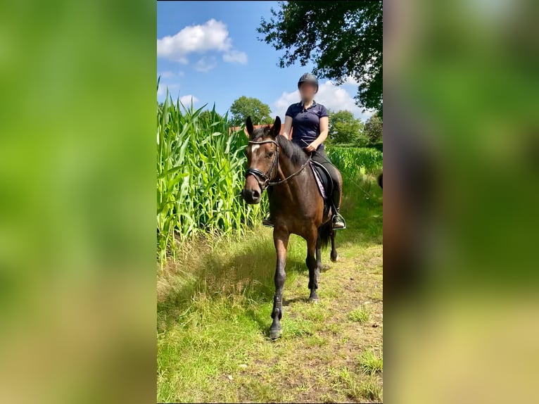 Hannoveraner Wallach 8 Jahre 168 cm Dunkelbrauner in Wietmarschen