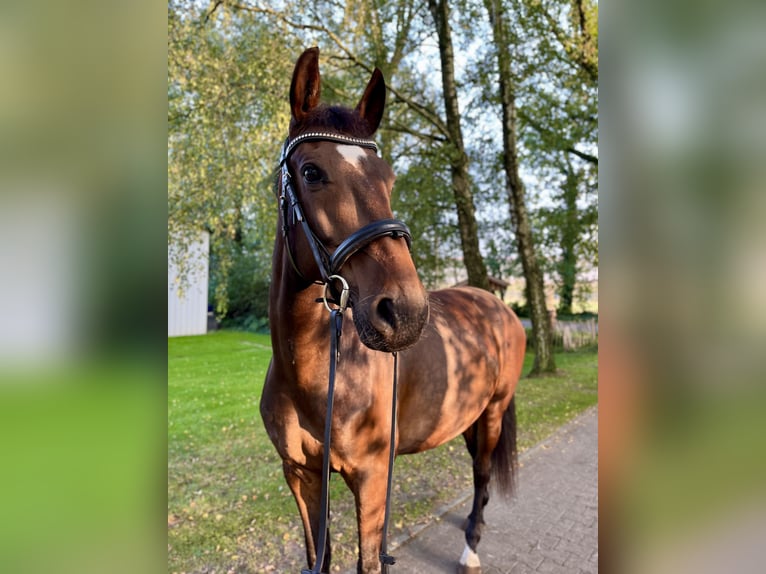Hannoveraner Wallach 8 Jahre 168 cm Dunkelbrauner in Wietmarschen