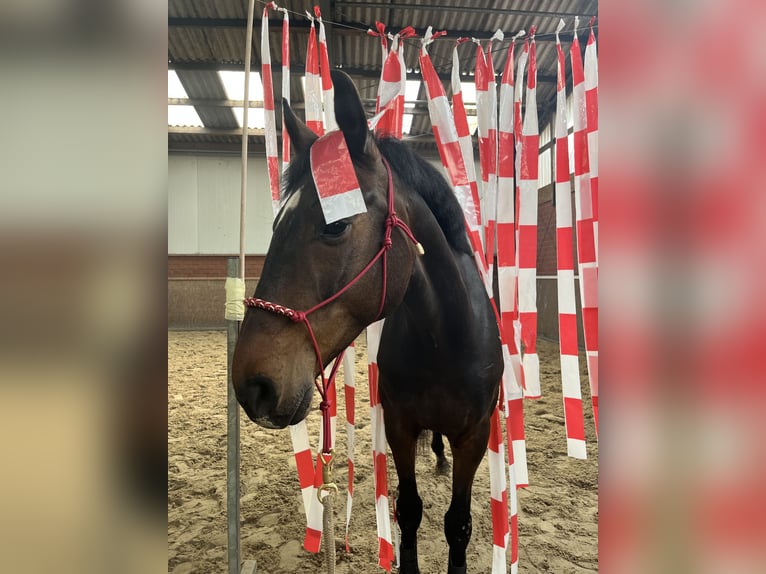 Hannoveraner Wallach 8 Jahre 168 cm Dunkelbrauner in Wietmarschen