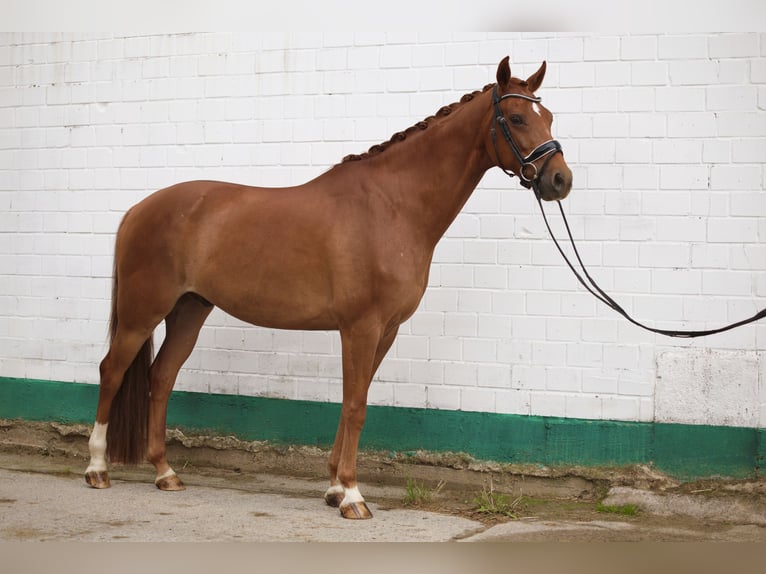 Hannoveraner Wallach 8 Jahre 168 cm Fuchs in Iserlohn