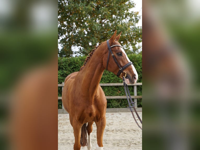 Hannoveraner Wallach 8 Jahre 168 cm Fuchs in Lohne (Oldenburg)