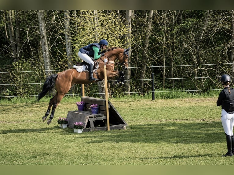 Hannoveraner Wallach 8 Jahre 168 cm Hellbrauner in Pelmberg