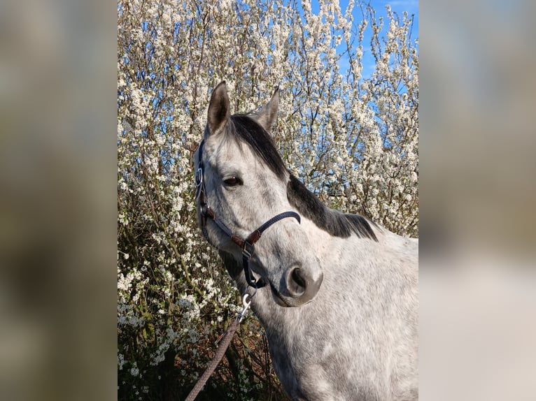 Hannoveraner Wallach 8 Jahre 168 cm Schimmel in Biterfeld-Wolfen OT Rödgen