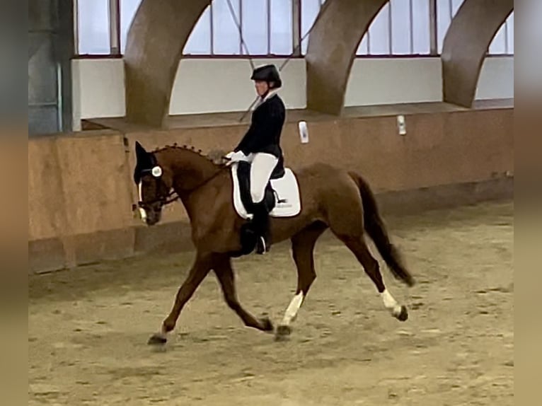 Hannoveraner Wallach 8 Jahre 169 cm Fuchs in Hilgermissen
