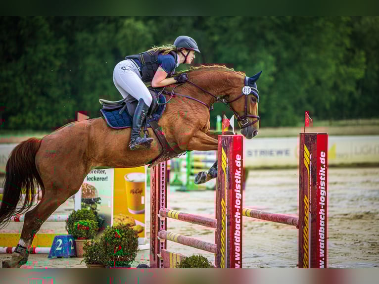 Hannoveraner Wallach 8 Jahre 169 cm Fuchs in Hilgermissen