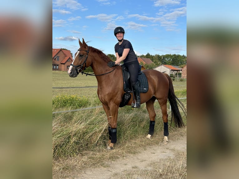 Hannoveraner Wallach 8 Jahre 169 cm Fuchs in Hilgermissen